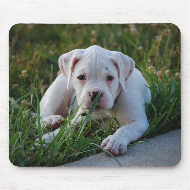 Tapis De Souris Chiot blanc de boxeur (Devant)