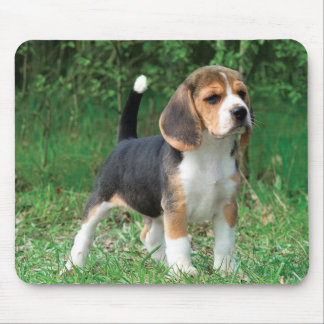 Tapis De Souris Chiot de beagle
