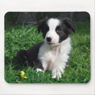 Tapis De Souris Chiot de border collie