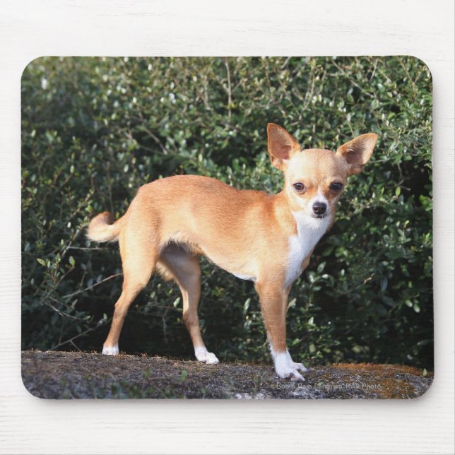 Tapis De Souris Chiot de chiwawa de tasse de thé (Devant)