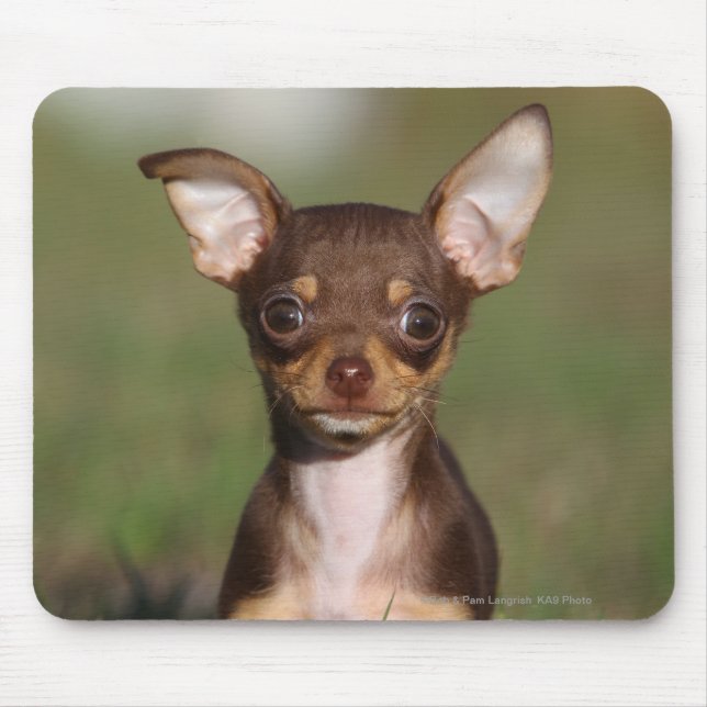 Tapis De Souris Chiot de chiwawa regardant l'appareil-photo (Devant)