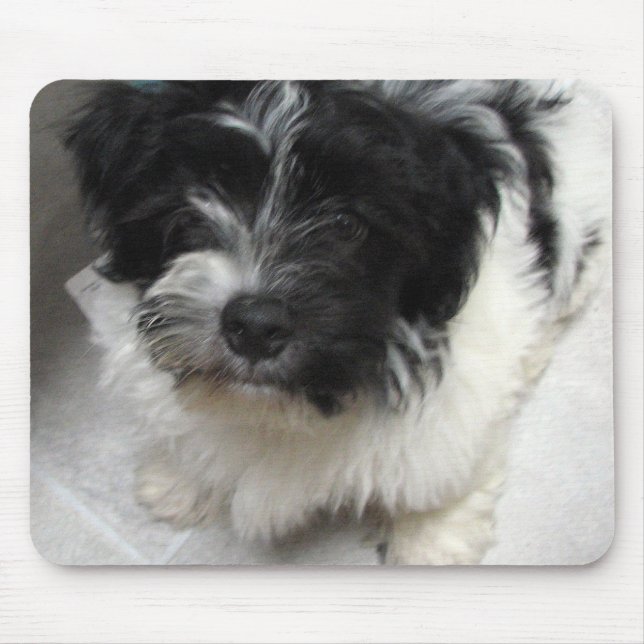 Tapis De Souris Chiot de délivrance de Havanese noir et blanc (Devant)