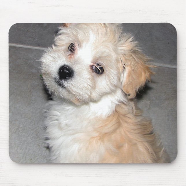 Tapis De Souris Chiot de Havanese (Devant)