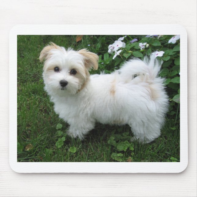 Tapis De Souris Chiot de Havanese dans le jardin (Devant)