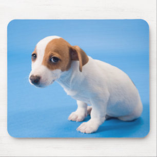 Tapis De Souris Chiot de Jack Russell