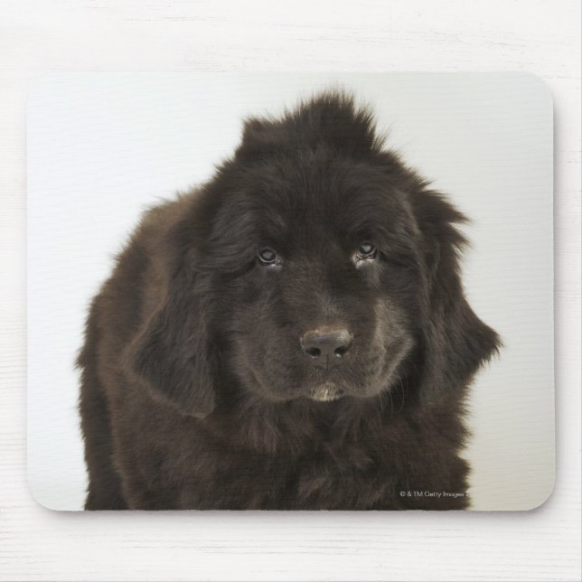 Tapis De Souris Chiot de Terre-Neuve, studio tourné (Devant)