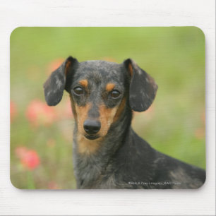 Tapis De Souris chiot miniature Lisse-haired de teckel regardant