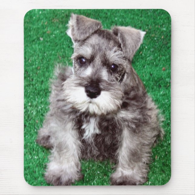 Tapis De Souris Chiot Mousepad de Schnauzer miniature (Devant)