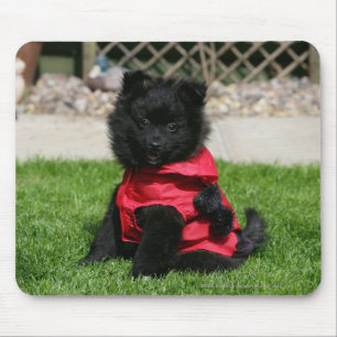 Tapis De Souris Chiot noir de Pomeranian regardant