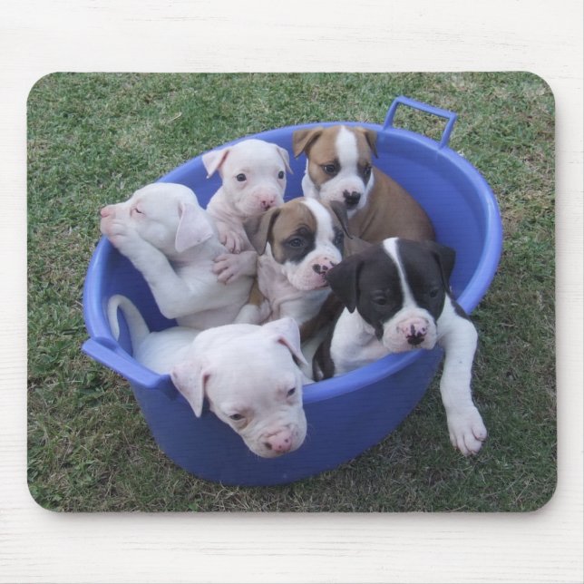 Tapis De Souris Chiots américains de bouledogue (Devant)