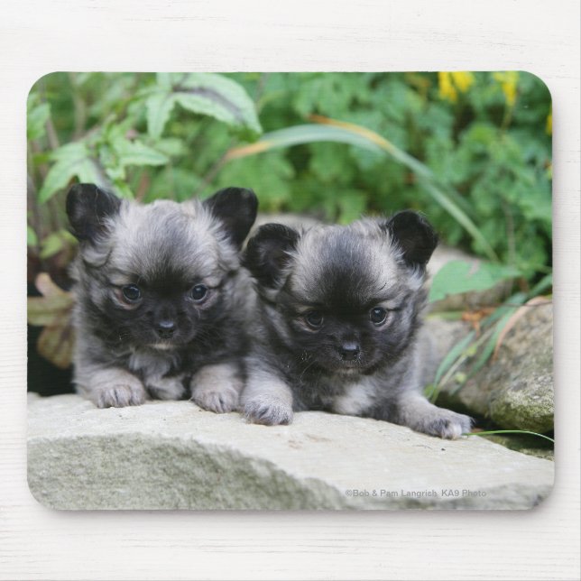 Tapis De Souris Chiots aux cheveux longs de chiwawa (Devant)