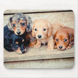 Tapis De Souris Chiots de Dachshund