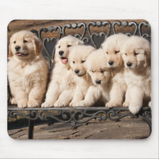 Tapis De Souris Chiots de golden retriever