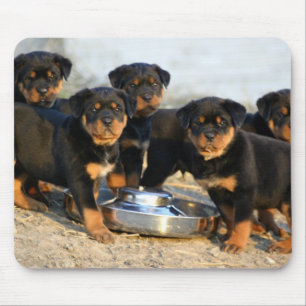 Tapis De Souris chiots de rottweiler