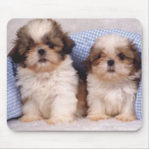 Tapis De Souris Chiots de Shih Tzu sous une couverture vérifiée