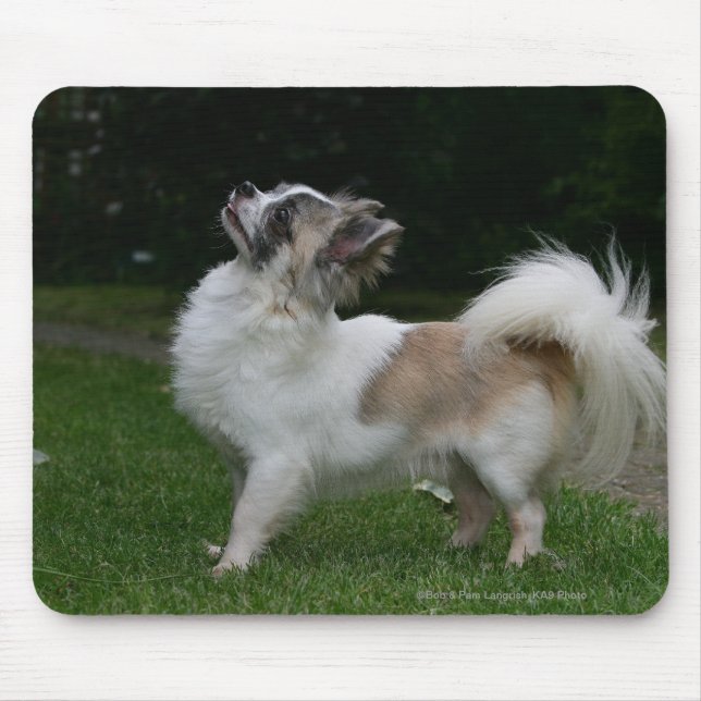 Tapis De Souris Chiwawa aux cheveux longs regardant (Devant)
