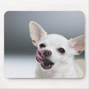 Tapis De Souris Chiwawa blanc léchant des lèvres