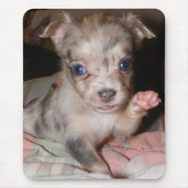 Tapis De Souris Chiwawa bleu 1 de Merle (Devant)