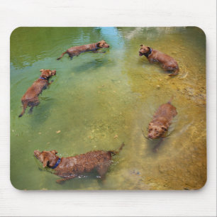Tapis De Souris Chocolat Lab Pit Mix Chien Natation en Cercles