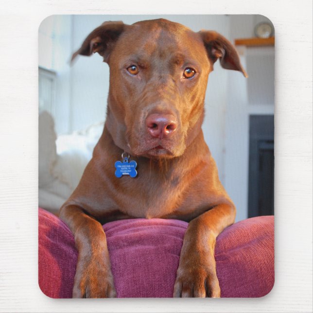 Tapis De Souris Chocolat Lab Pit Mix Portrait Chien Portrait (Devant)