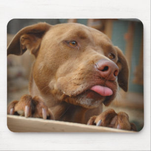 Tapis De Souris Chocolat mignon Lab Pit Mix Chien
