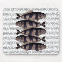 Cinq poissons triés