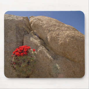 Tapis De Souris Claret cup ou cactus de Mojave en fleurs