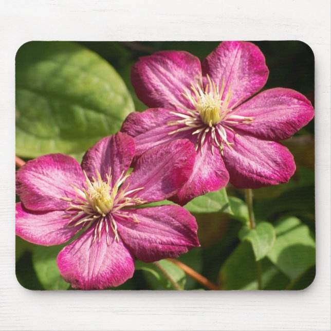 Tapis De Souris Clematis (Devant)