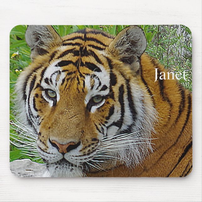 Tapis De Souris Closeup de tigre de Sibérie Photo du visage (Devant)