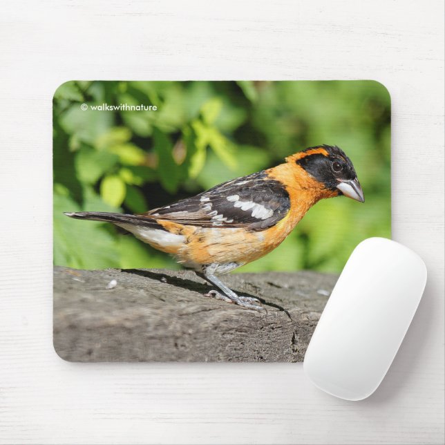 Tapis De Souris Closeup d'un oiseau chanteur Grosbeak à tête noire (Avec souris)