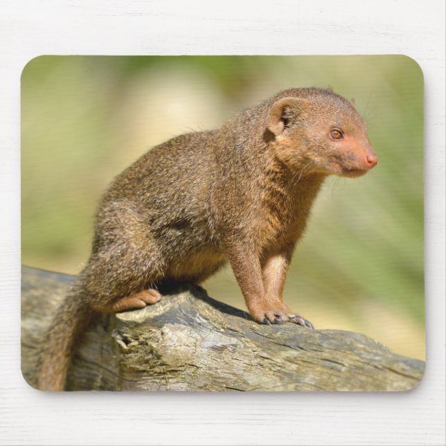 Tapis De Souris Closeup mongoose carte postale carré autocollant m (Devant)