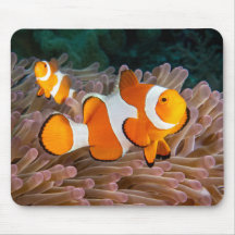 Clown Fish