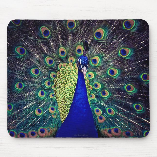 Tapis De Souris Cobalt Blue Peacock (Devant)