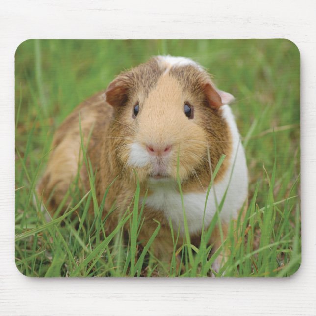 Tapis De Souris Cobaye mignon (Devant)