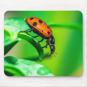 Tapis de souris Coccinelle   Photo macro de la nat