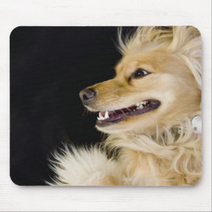 Tapis De Souris cocker spaniel mix sur son dos