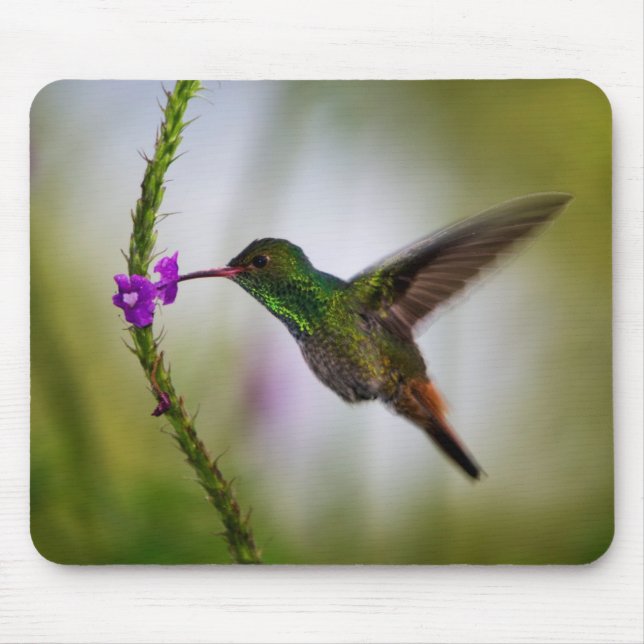Tapis De Souris colibri (Devant)