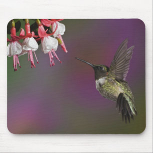 Tapis De Souris Colibri à gorge rubis mâle