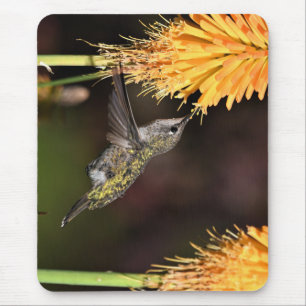 Tapis De Souris Colibri, colibri, oiseau