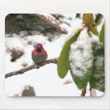 Colibri en hiver