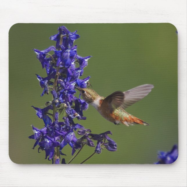 Tapis De Souris Colibri roux (Devant)
