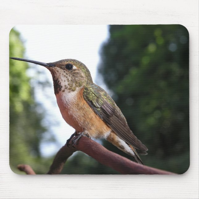 Tapis De Souris Colibri roux femelle - Mousepad (Devant)