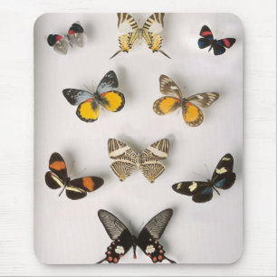 Tapis De Souris Collection impressionnante de papillon