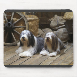 Tapis De Souris Colley barbu