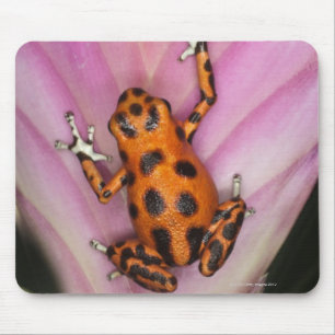 Tapis De Souris Colon Isle Dart Frog, Oophaga pumilio