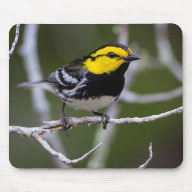 Tapis De Souris Comté de Kinney, Texas. Golden cheeked warbler (Devant)