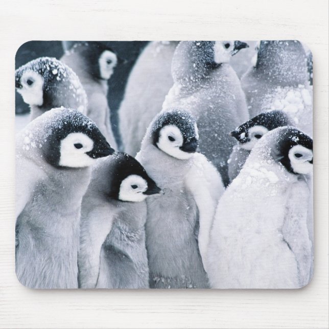 Tapis De Souris conception mignonne de pingouins de pingouin de (Devant)