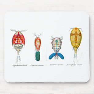 Tapis De Souris Copepods