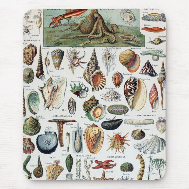 Tapis De Souris Coques vintage Mollusks (Devant)