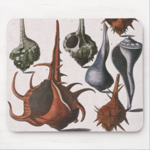 Tapis De Souris Coquillages, Coquillages de mer vintage, Vie marin